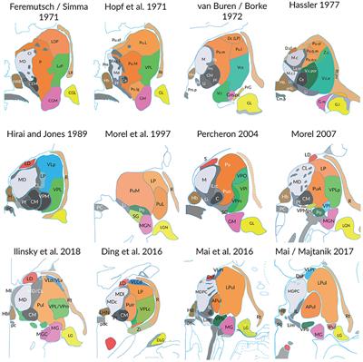 Toward a Common Terminology for the Thalamus